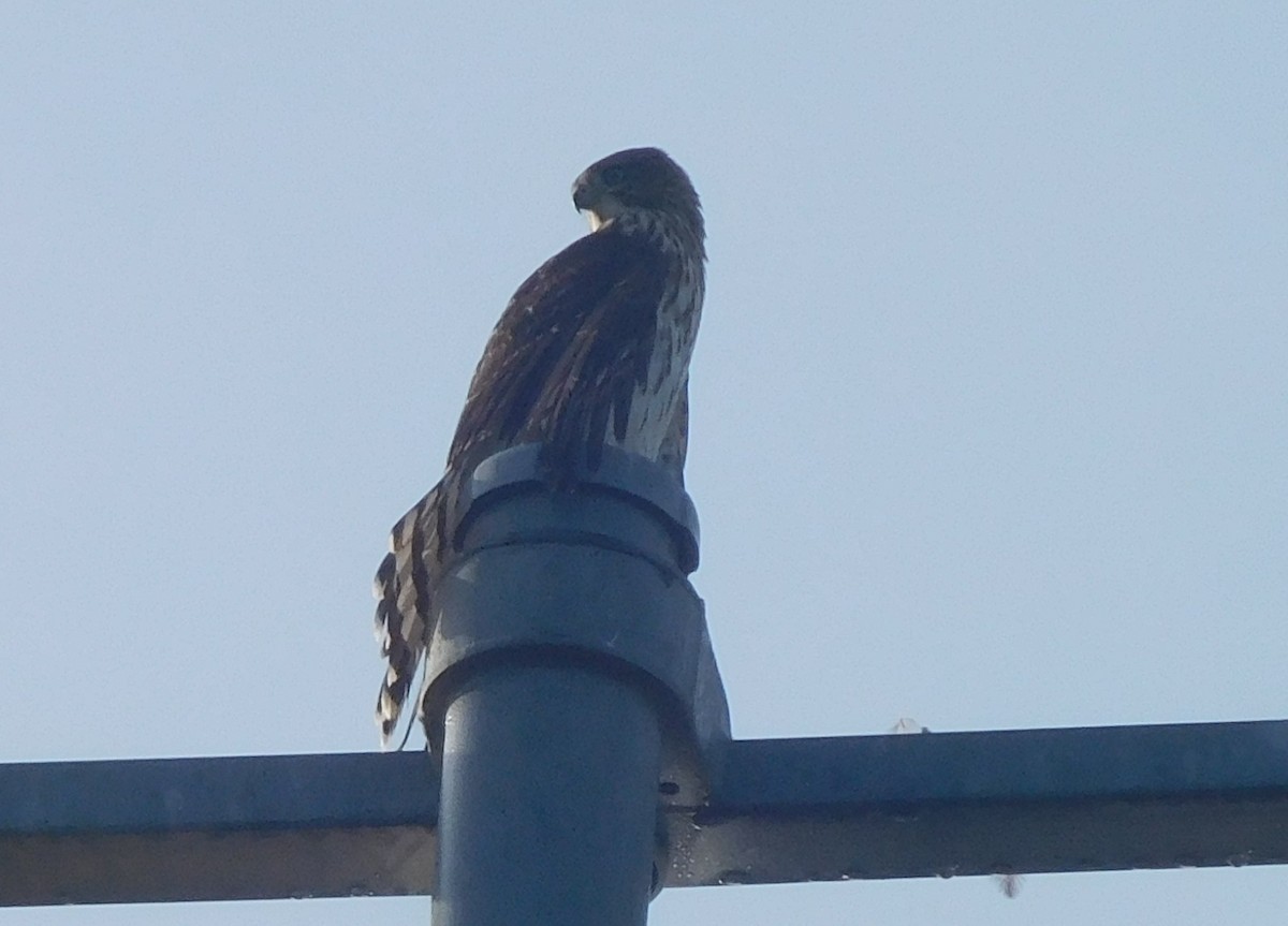 Cooper's Hawk - ML256312211