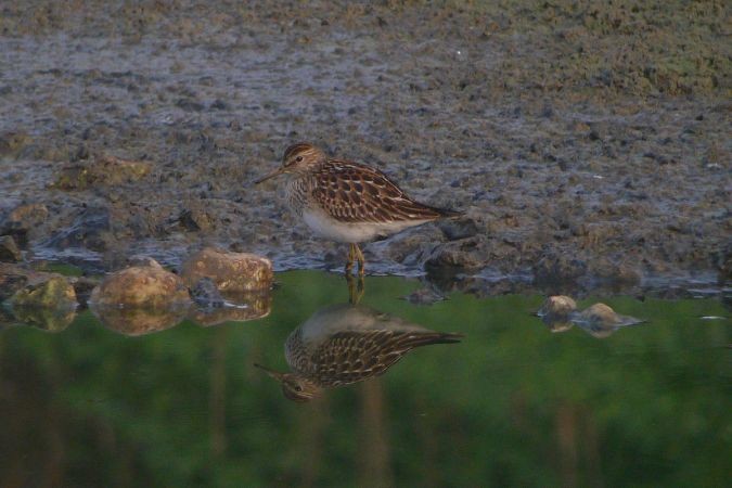 アメリカウズラシギ - ML256312291