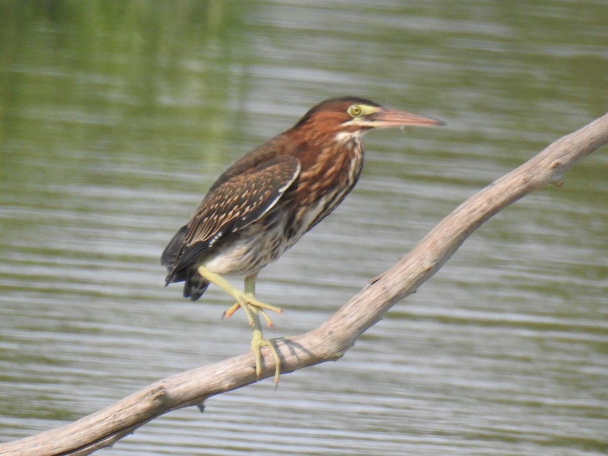 Green Heron - ML256314761