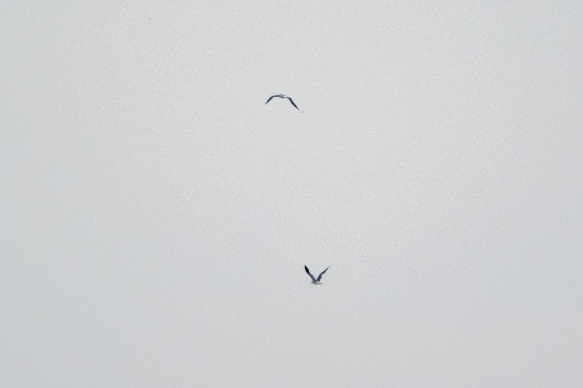 Laughing Gull - Andrew Lydeard