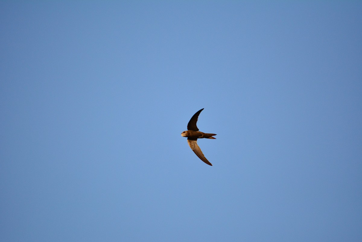 Common Swift - Paulo Narciso