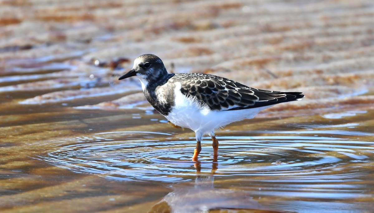 Ruddy Turnstone - ML256316861