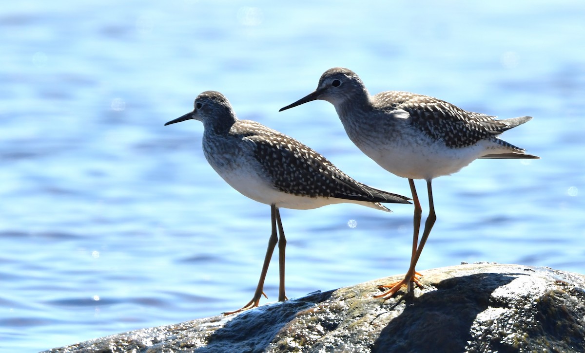 Lesser Yellowlegs - ML256316871