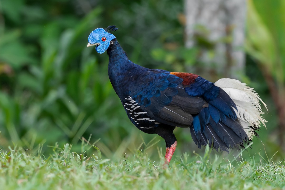 Malayan Crested Fireback - ML256317471