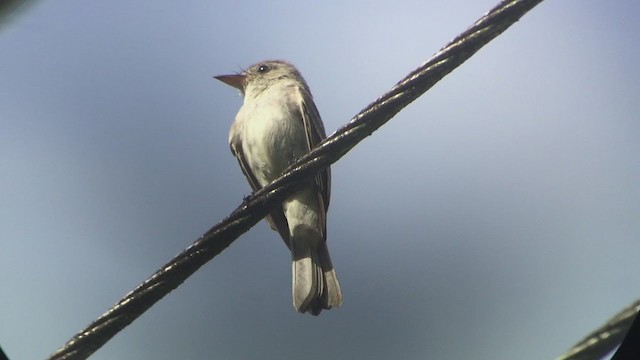 Western/Eastern Wood-Pewee - ML256319451