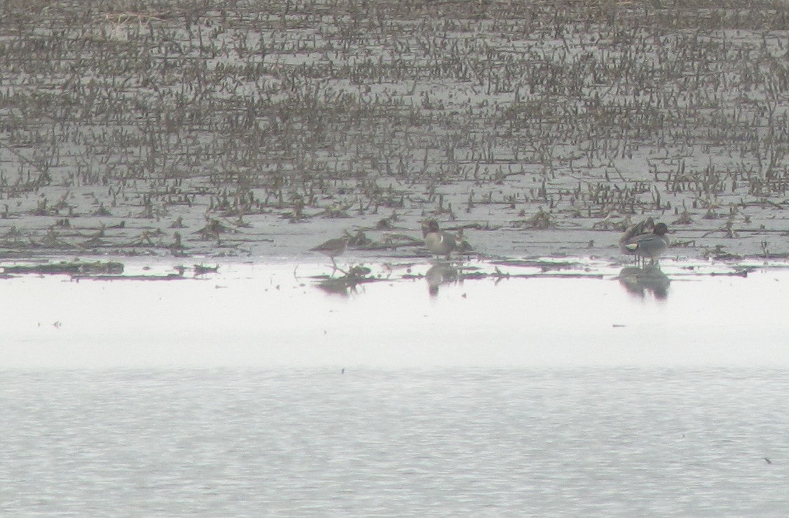 Urre-txirri amerikarra - ML25631951