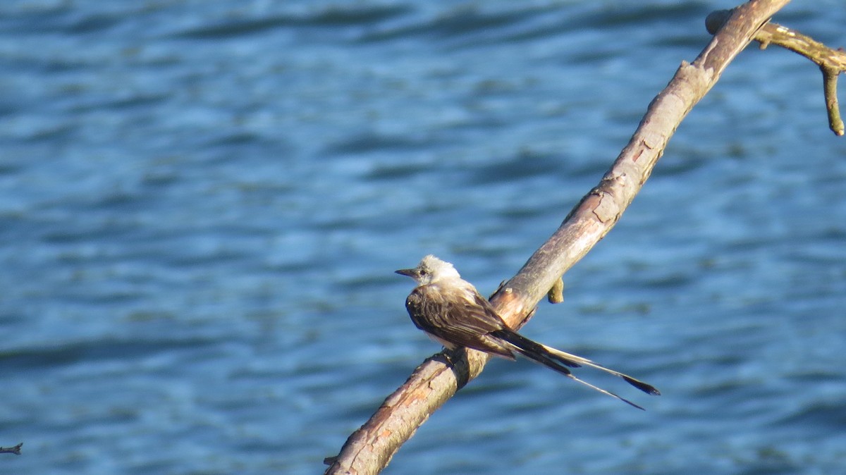 Scissor-tailed Flycatcher - ML256320601