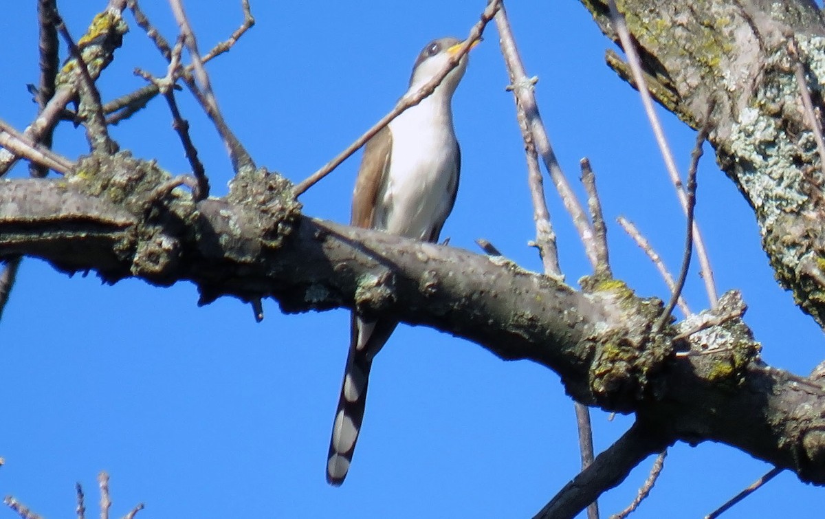 Cuclillo Piquigualdo - ML256321581