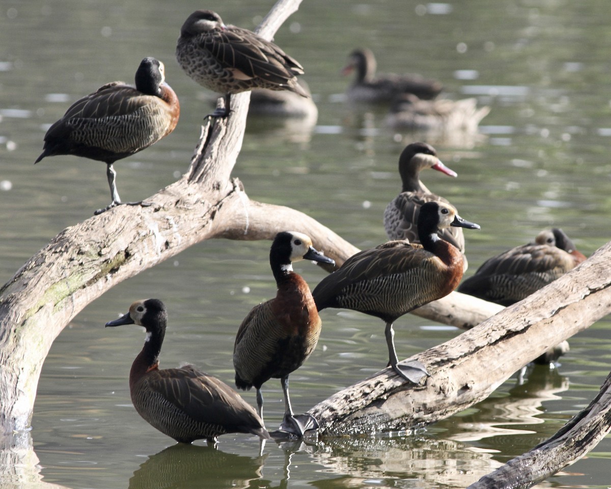White-faced Whistling-Duck - Sam Shaw