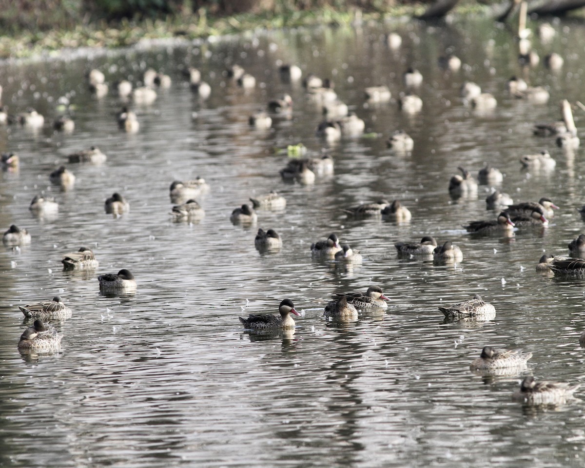 Red-billed Duck - Sam Shaw