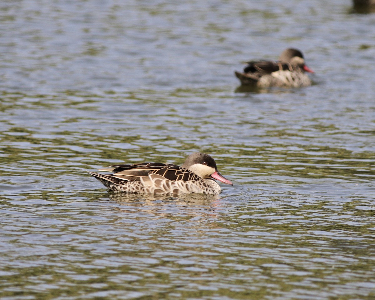 Red-billed Duck - Sam Shaw