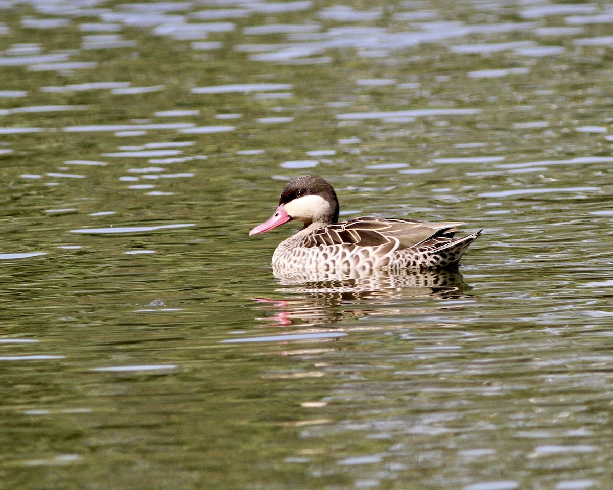 Canard à bec rouge - ML256323101