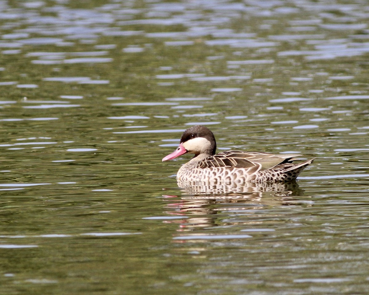 Canard à bec rouge - ML256323121