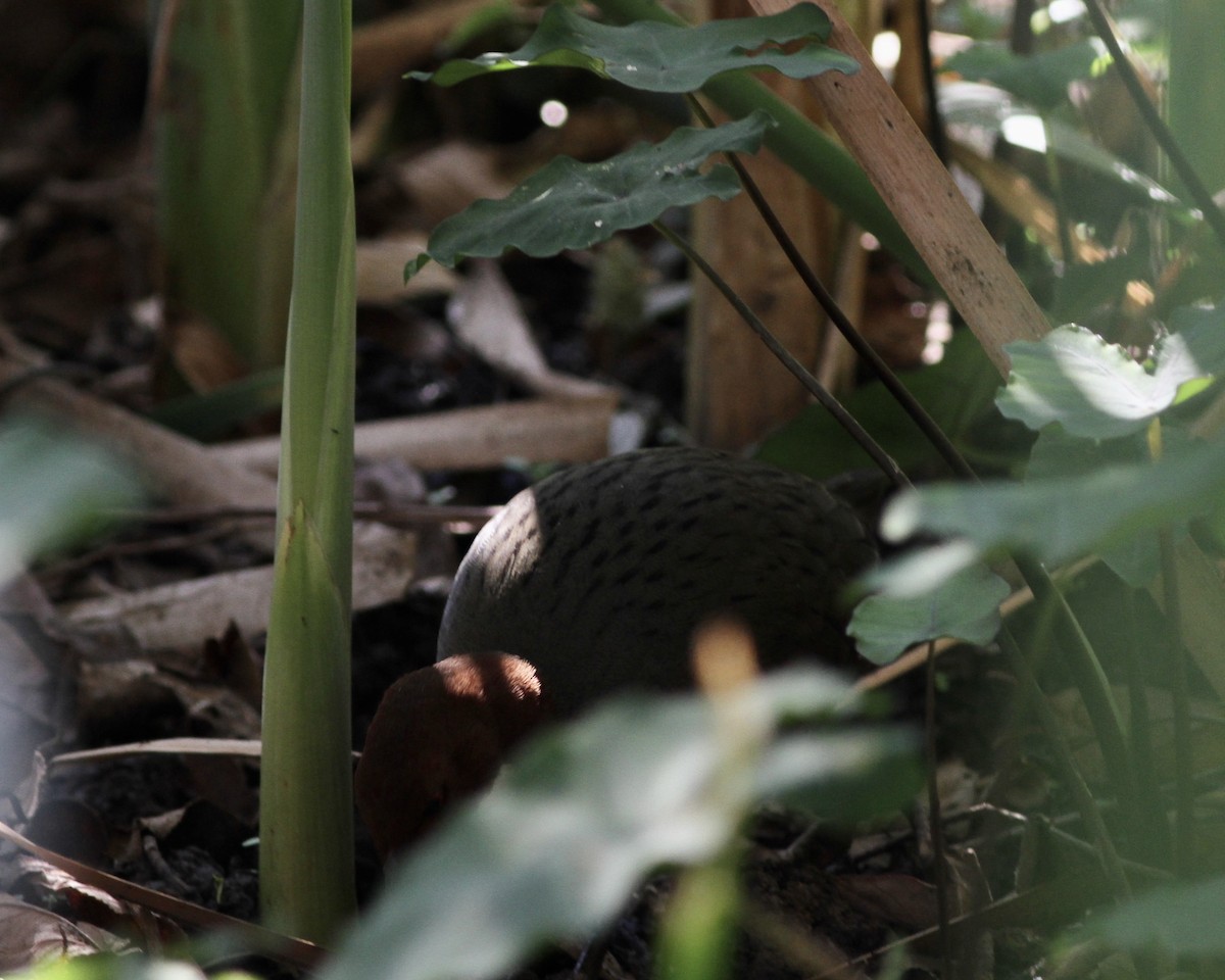 White-throated Rail - Sam Shaw