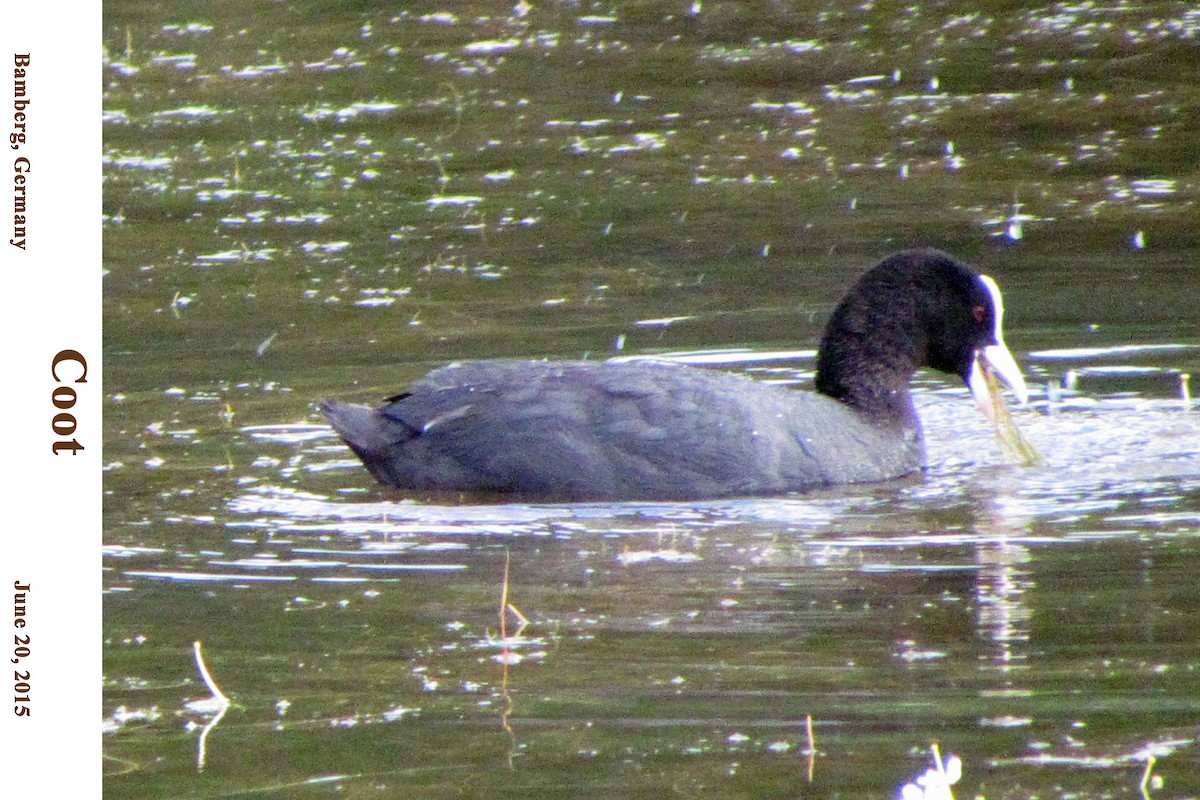 Eurasian Coot - ML256323211