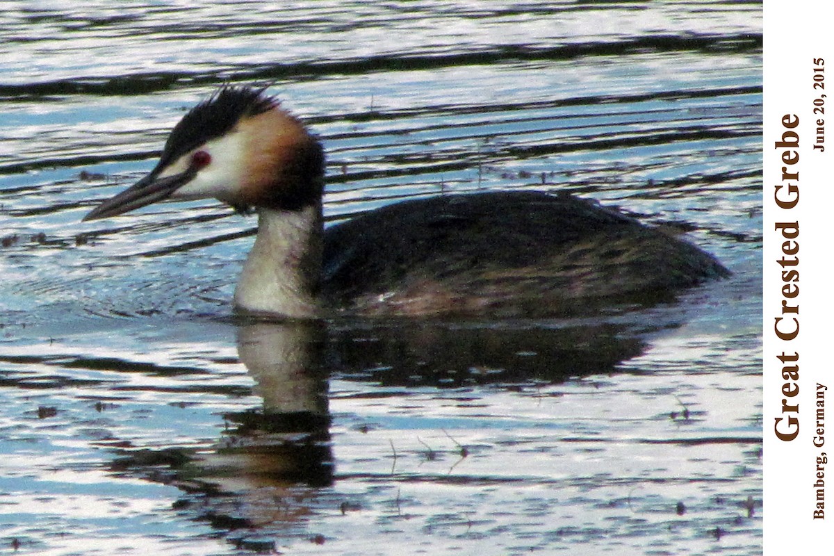 Great Crested Grebe - ML256323321