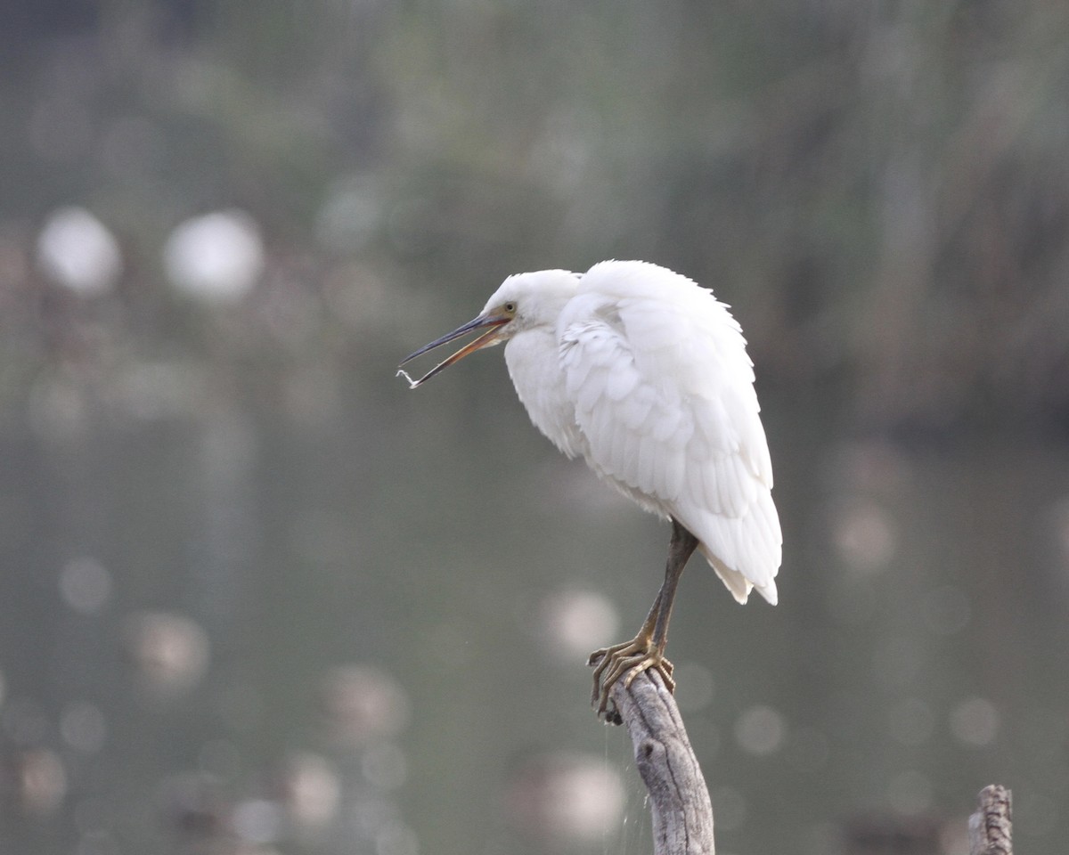 Little Egret - Sam Shaw