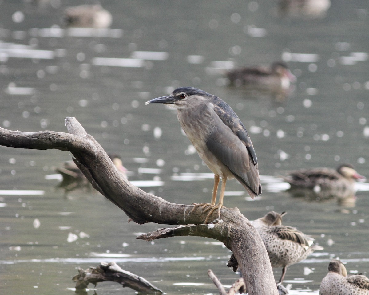 Black-crowned Night Heron - ML256323571