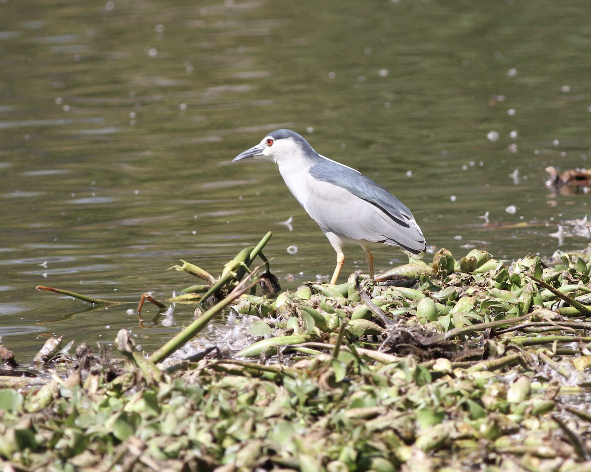 Black-crowned Night Heron - Sam Shaw