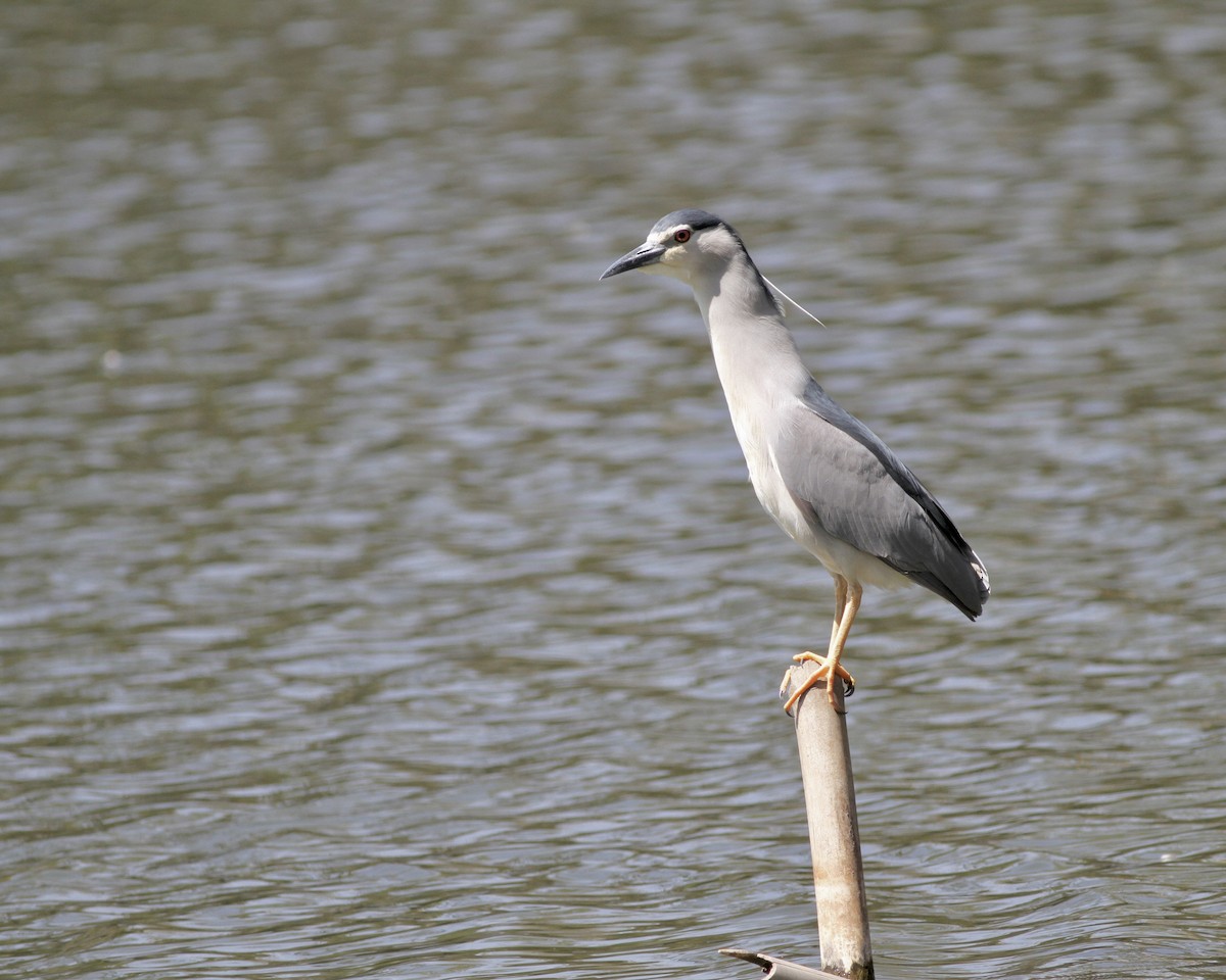 Black-crowned Night Heron - Sam Shaw