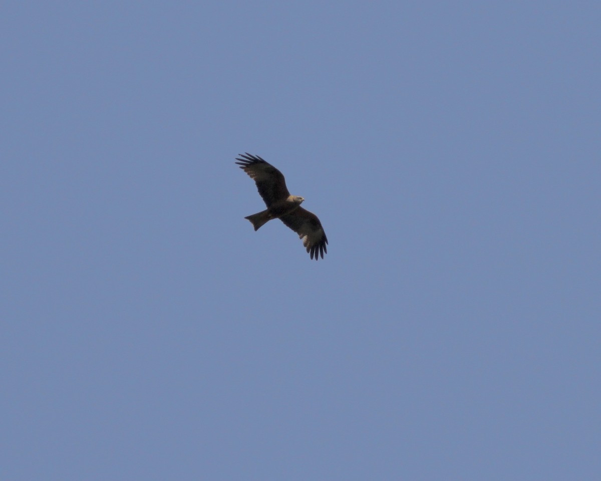 Black Kite - ML256323671