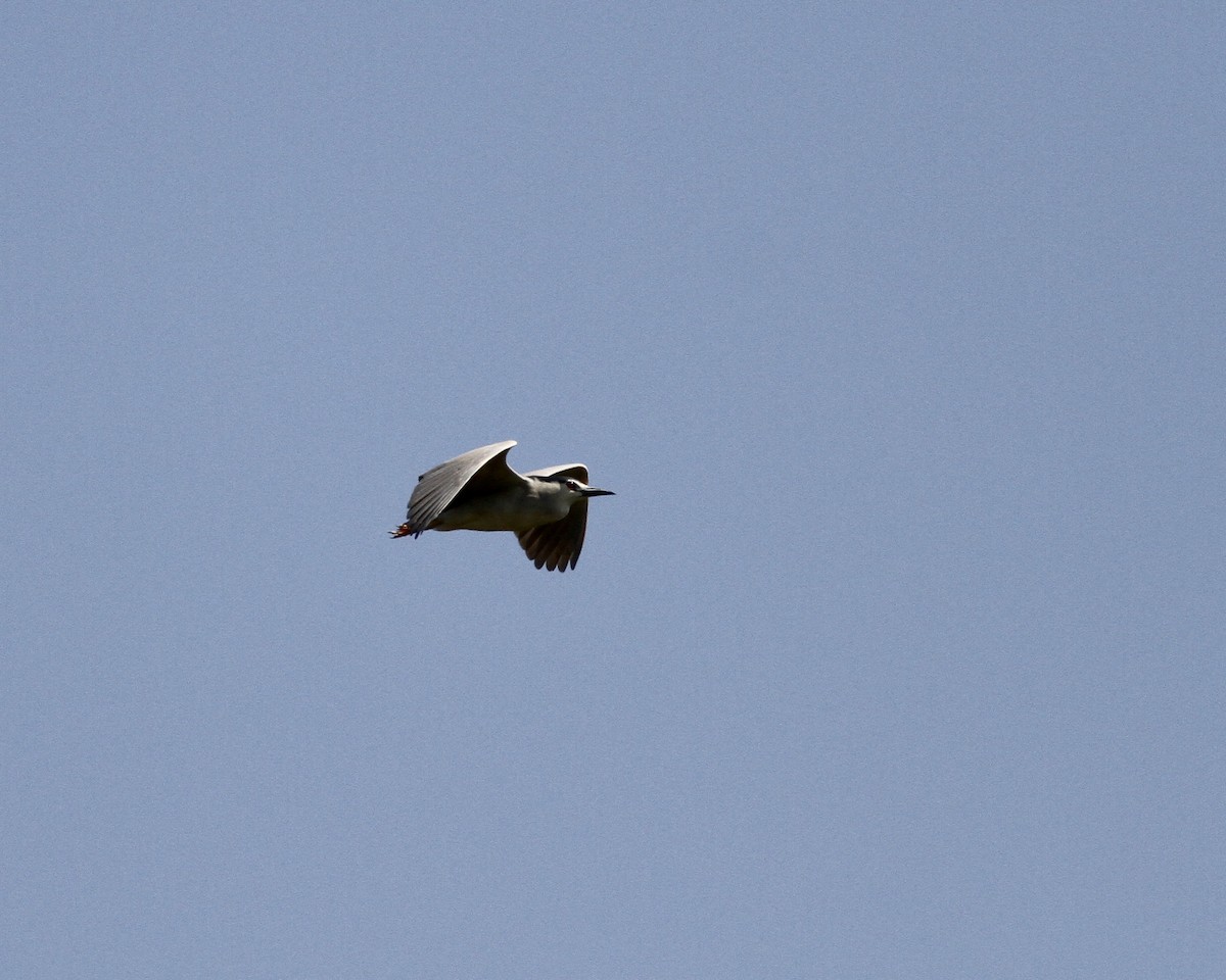 Black-crowned Night Heron - ML256323741