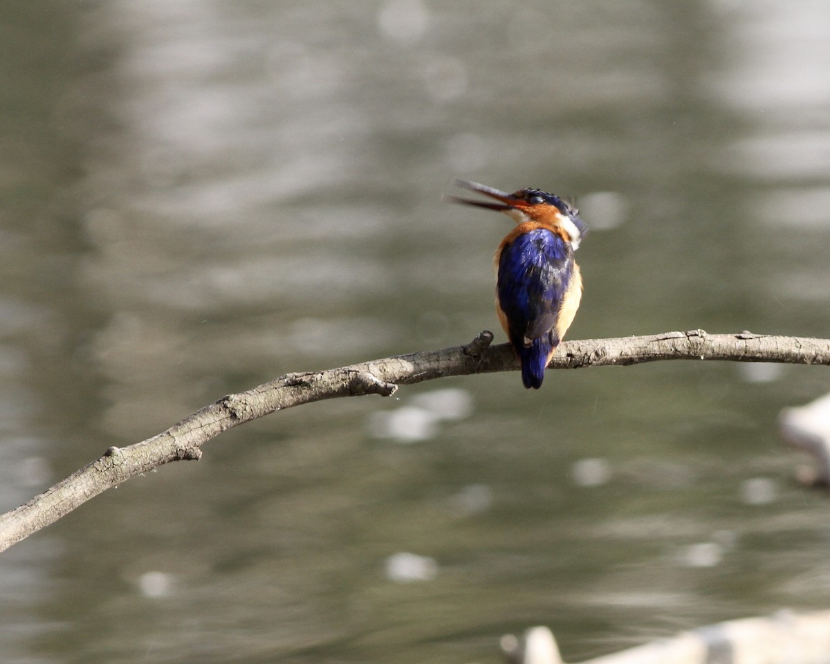 Malagasy Kingfisher - Sam Shaw