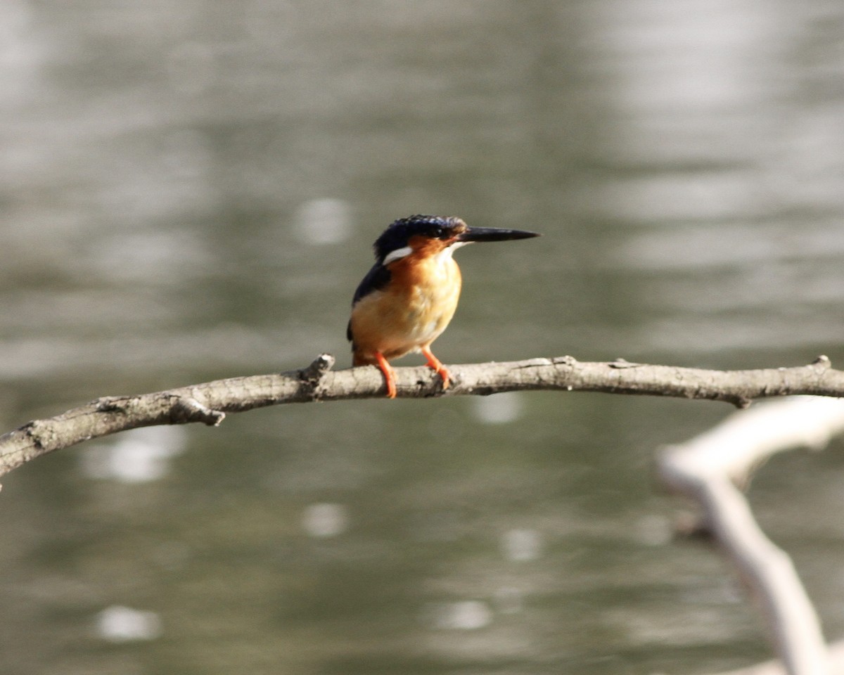 Malagasy Kingfisher - Sam Shaw