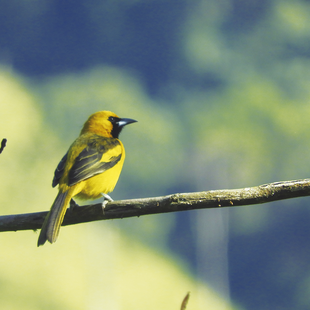 Yellow-tailed Oriole - ML256325011