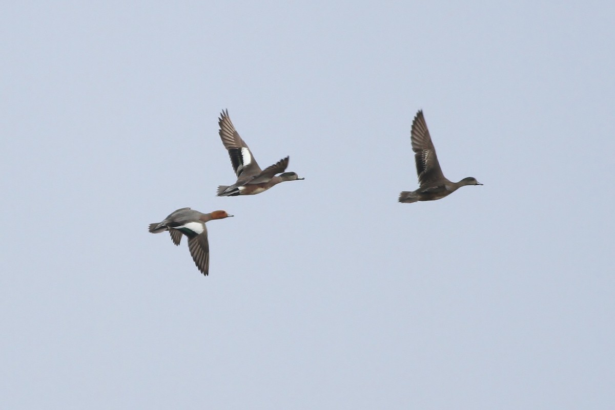 Eurasian Wigeon - ML25632541