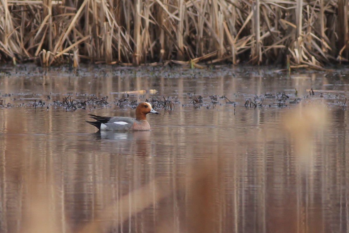 Eurasian Wigeon - ML25632551