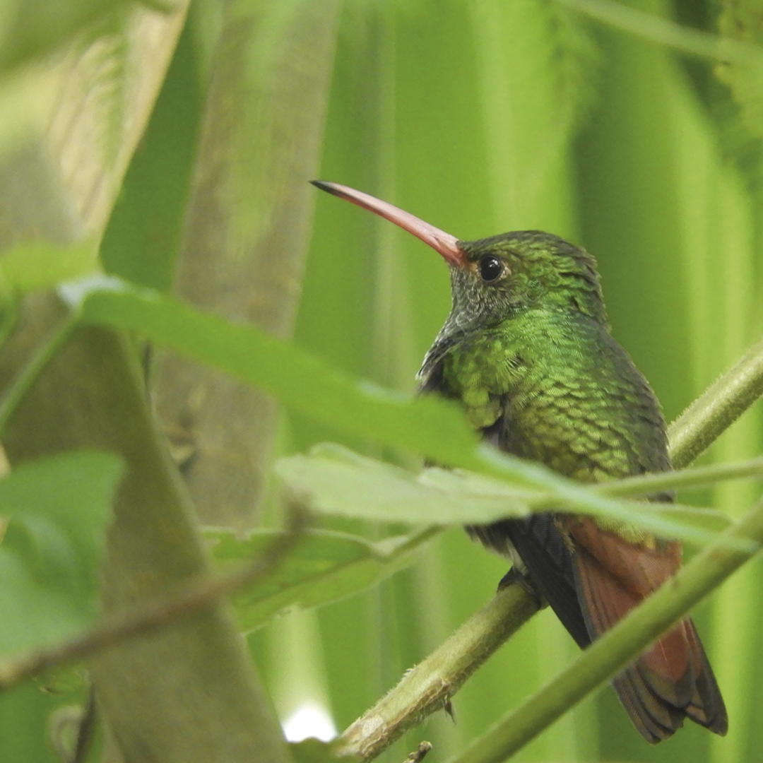 Rufous-tailed Hummingbird - ML256327251