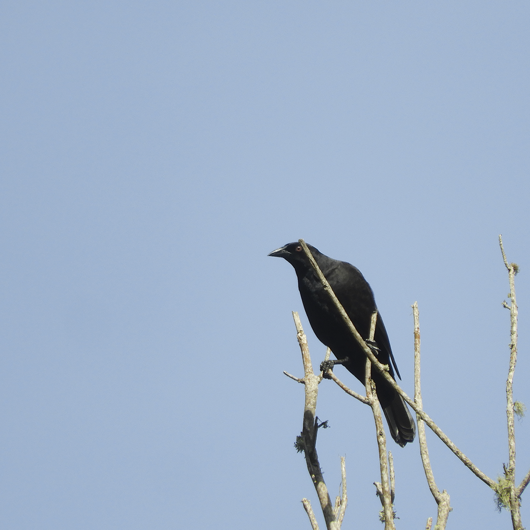 Giant Cowbird - ML256328411