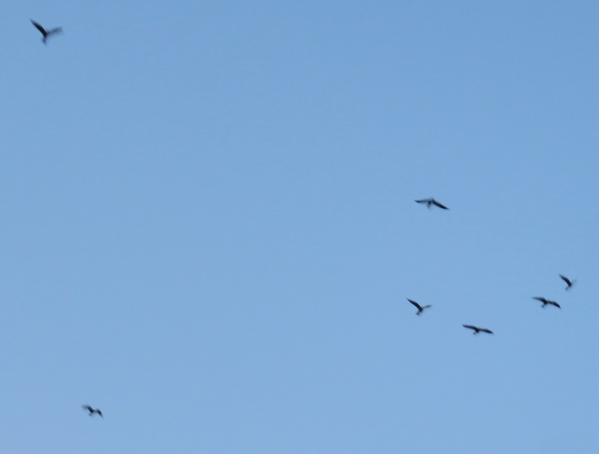 Mississippi Kite - ML256329021