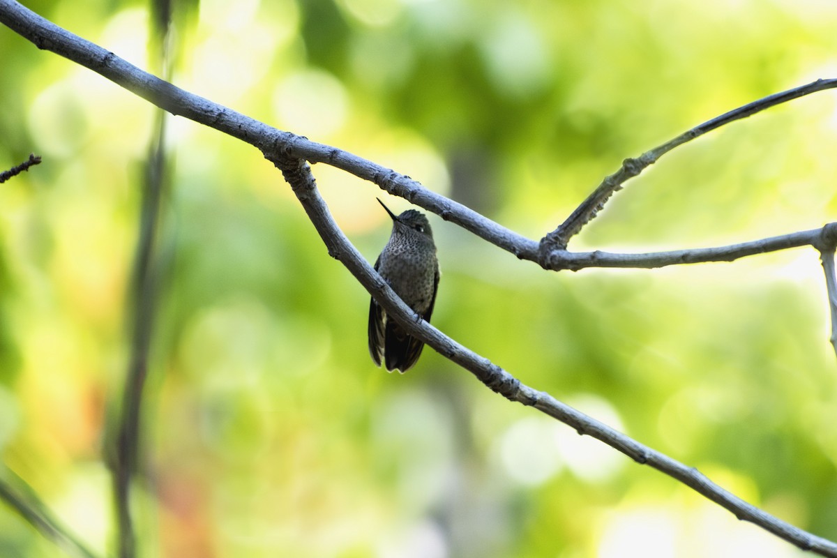 kolibřík chilský - ML256331871