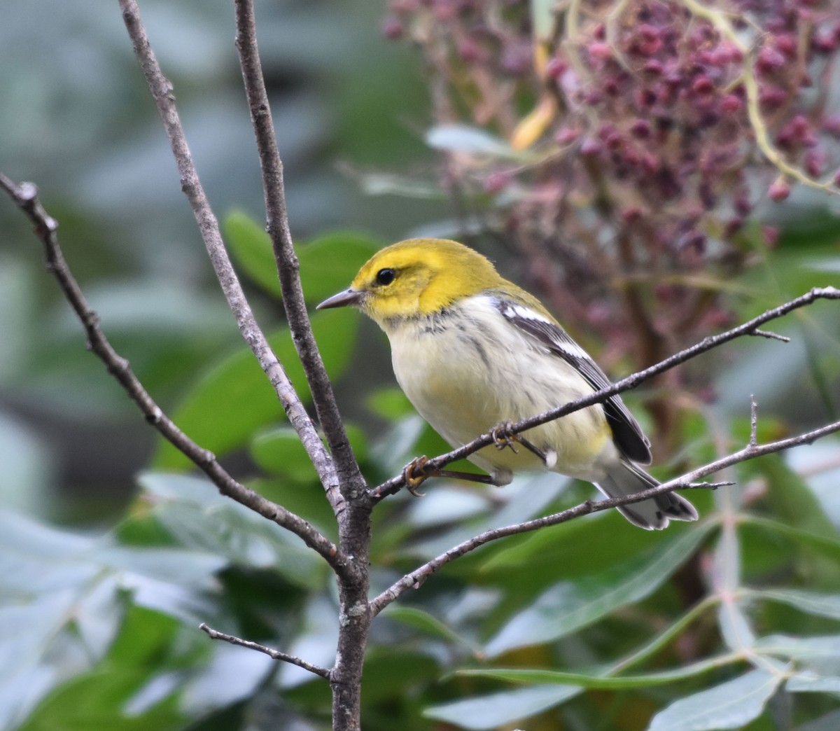 Black-throated Green Warbler - Bob Zaremba