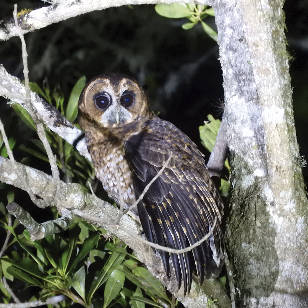 Rufous-banded Owl - Lisandro Moran