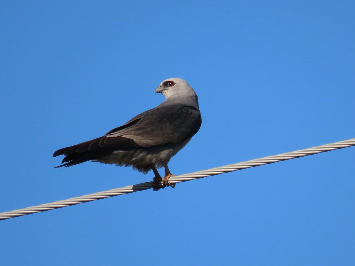 Mississippi Kite - ML256333481