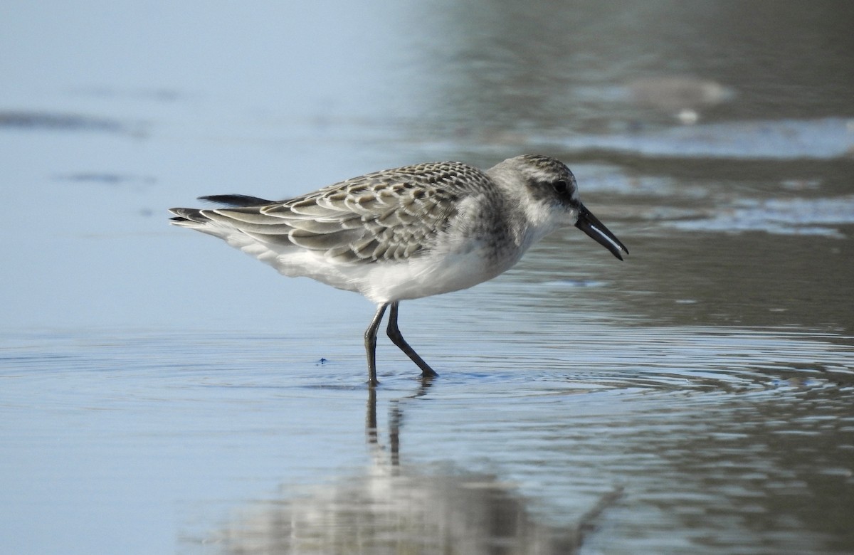 Semipalmated Sandpiper - ML256333511