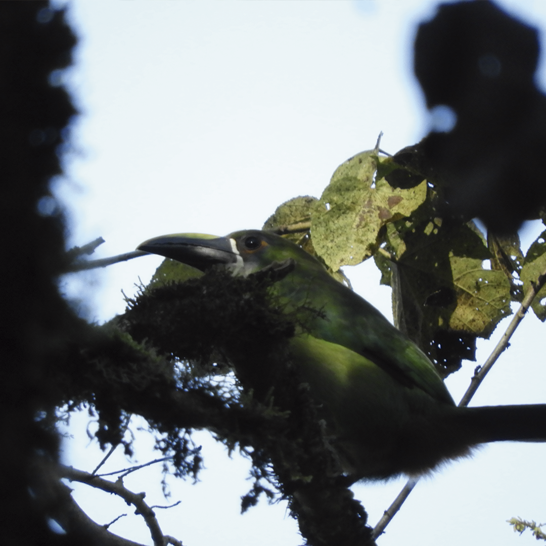 Groove-billed Toucanet - ML256334921