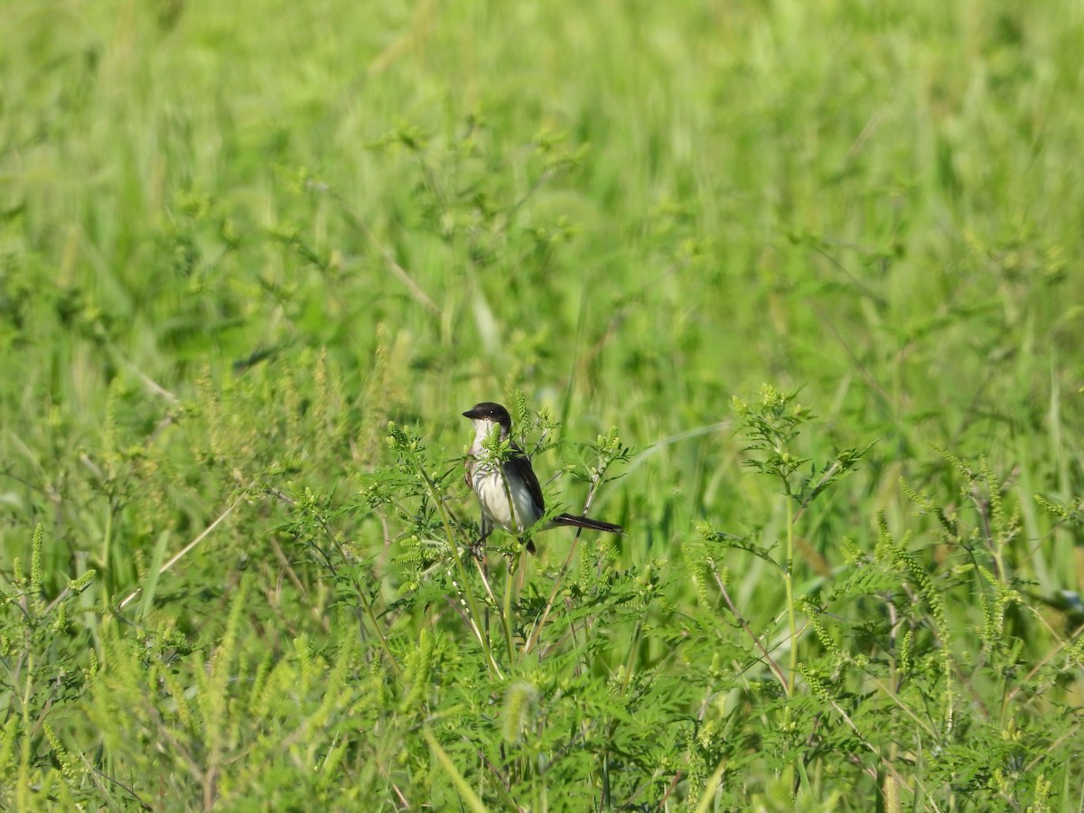 Eastern Kingbird - ML256335131