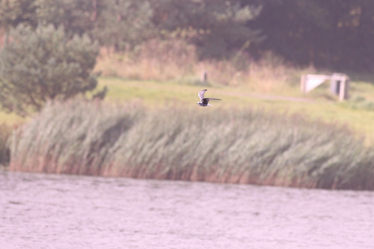 White-winged Tern - Neil Hammatt