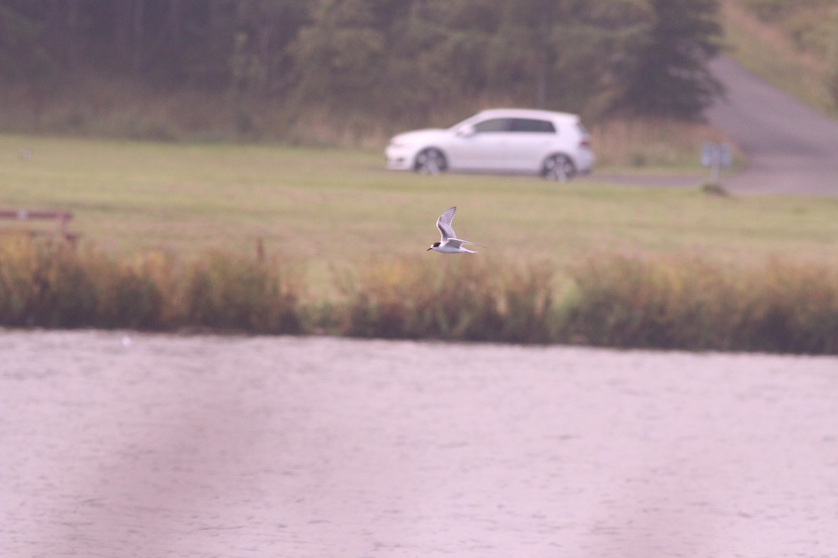 Common Tern - Neil Hammatt