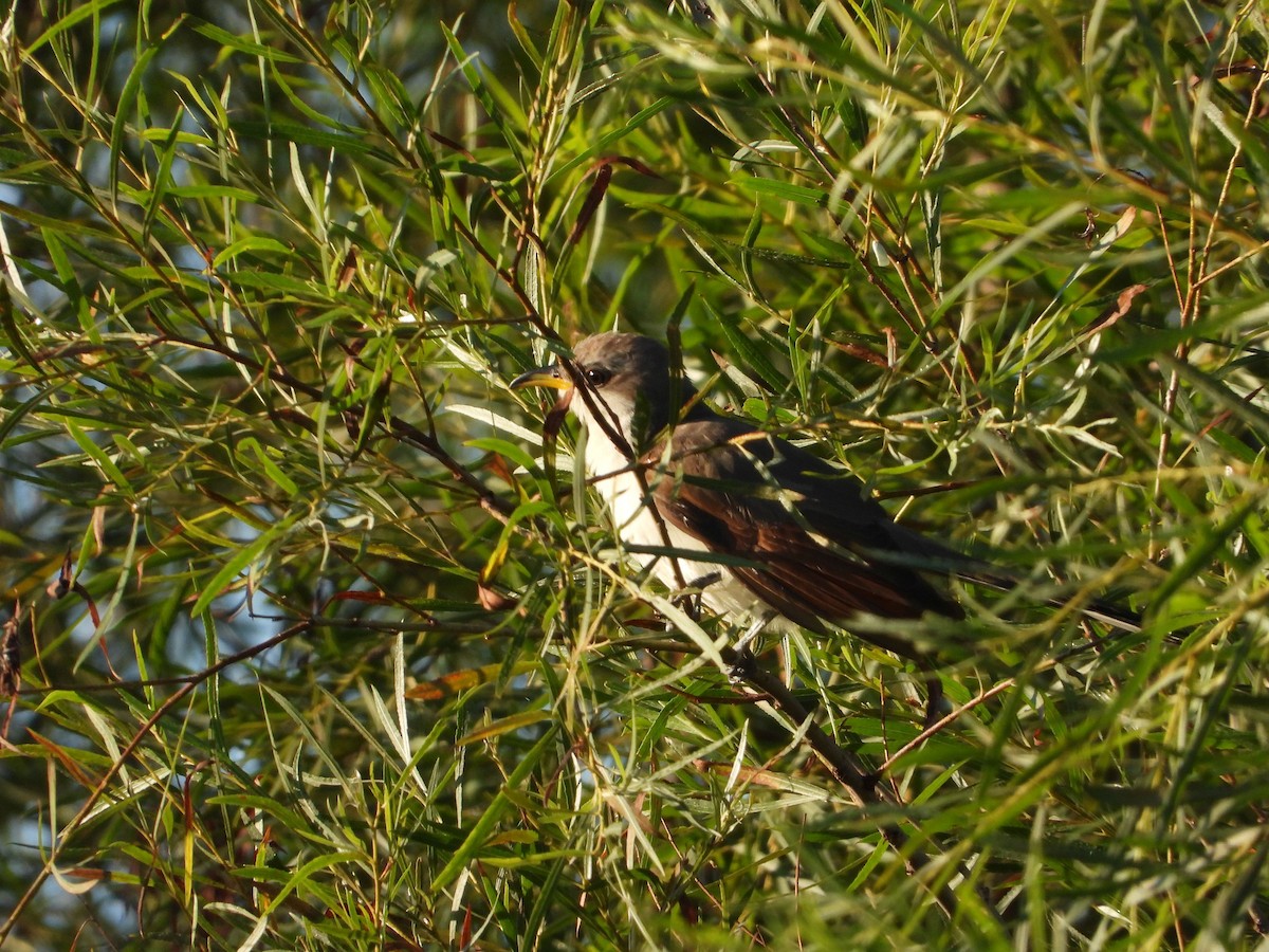 קוקיה צהובת-מקור - ML256335581