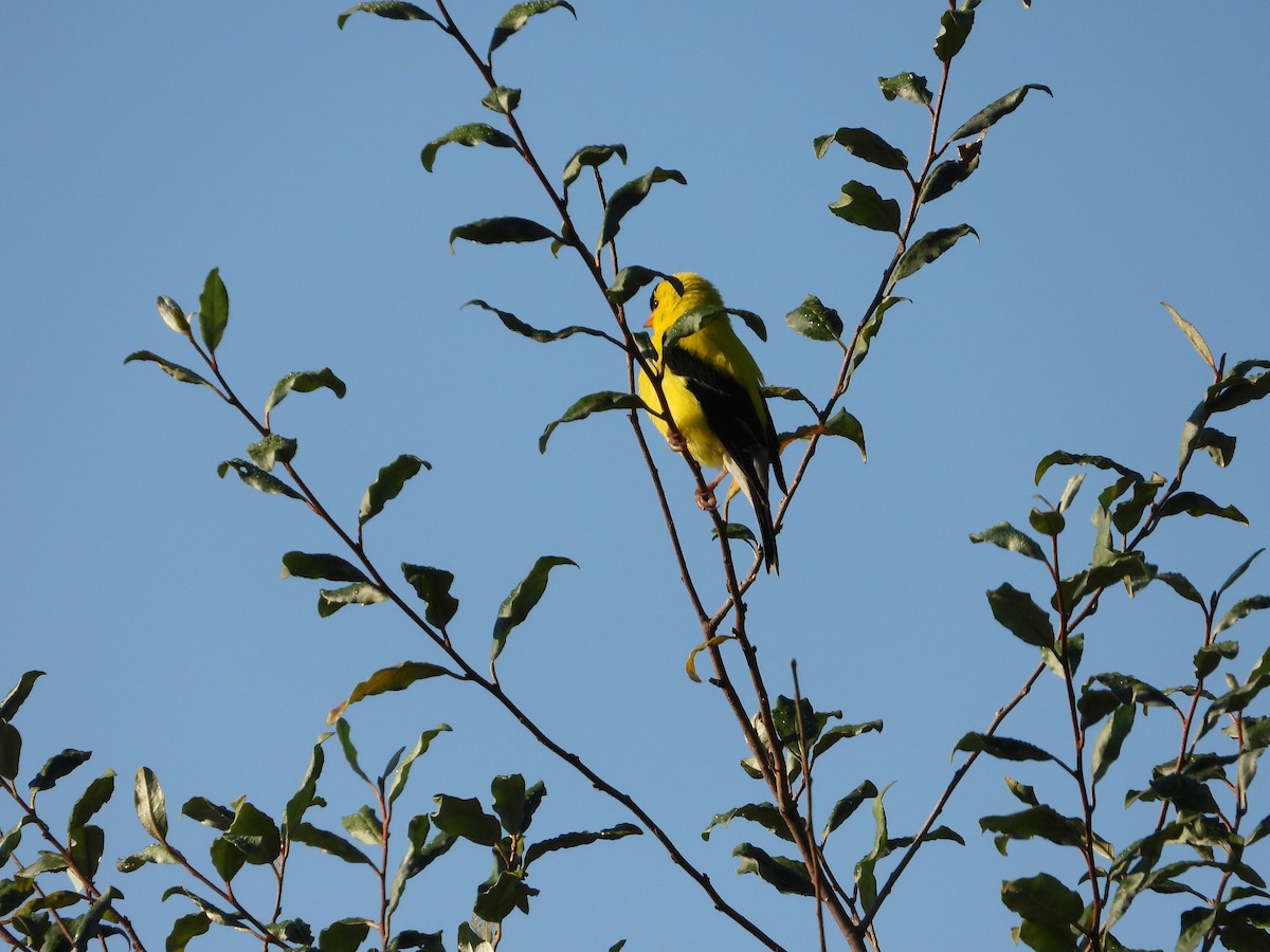 American Goldfinch - ML256335631