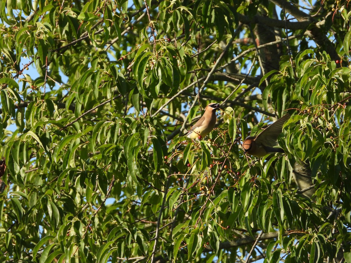 Cedar Waxwing - Rick Luehrs