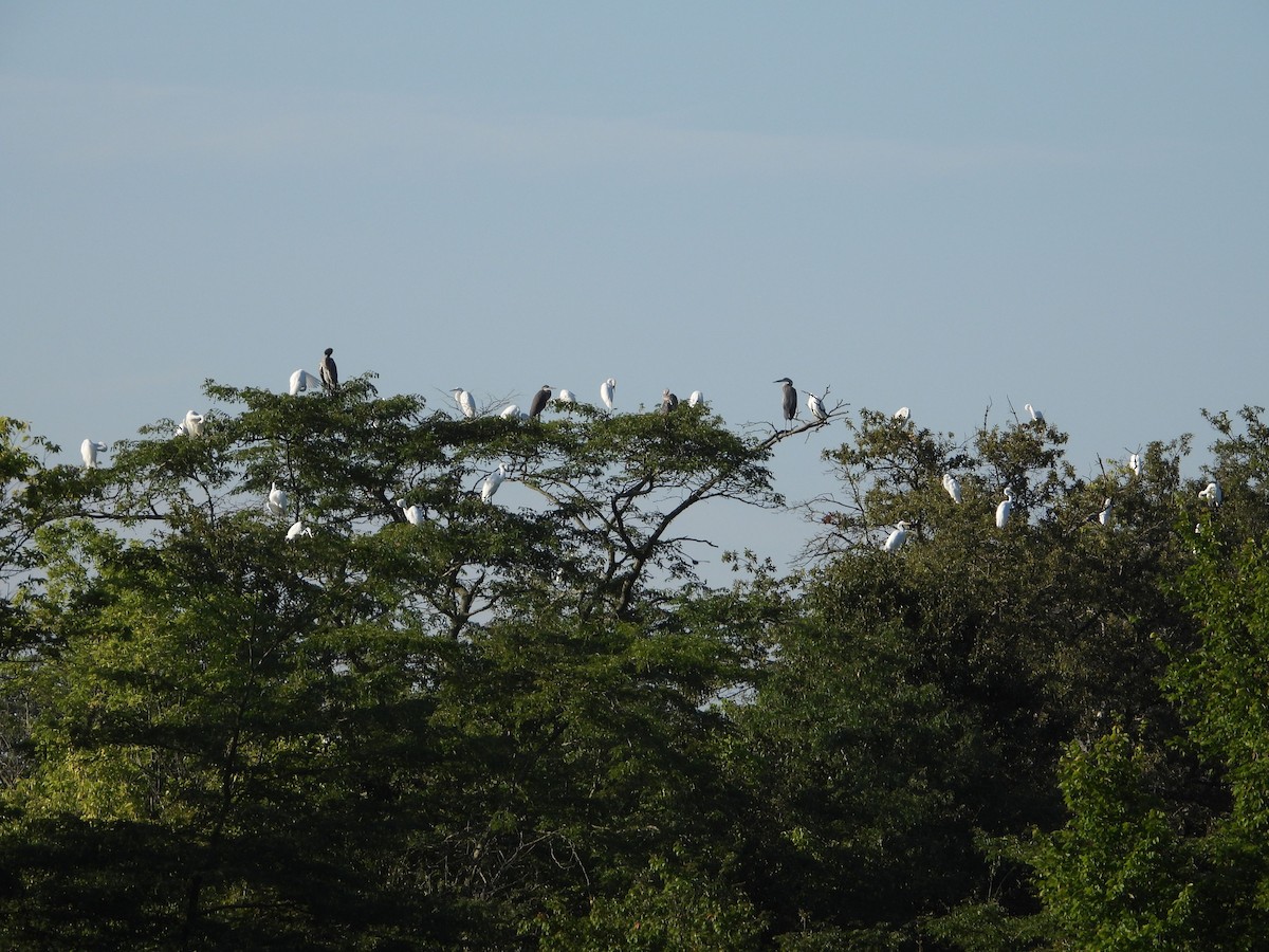 Great Egret - ML256335851