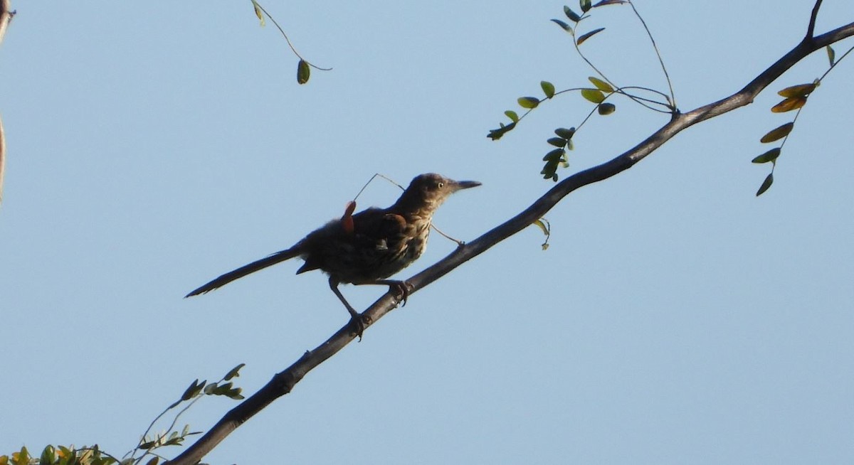 Brown Thrasher - Rick Luehrs