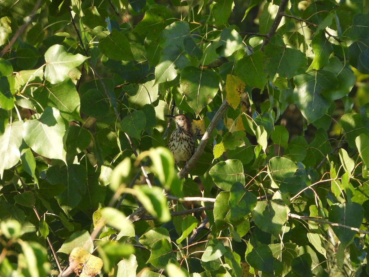 Brown Thrasher - ML256335901