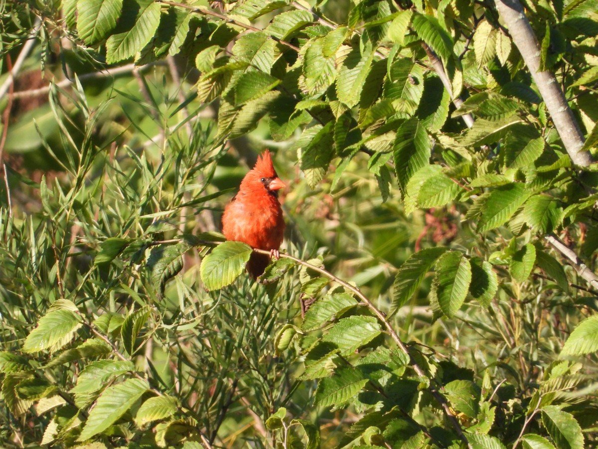 Cardenal Norteño - ML256335971